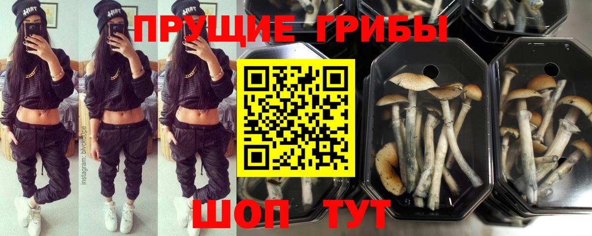 Псилоцибиновые грибы прущие грибы  Псилоцибиновые грибы прущие грибы  Ялуторовск  наркотики  Вход с VPN 